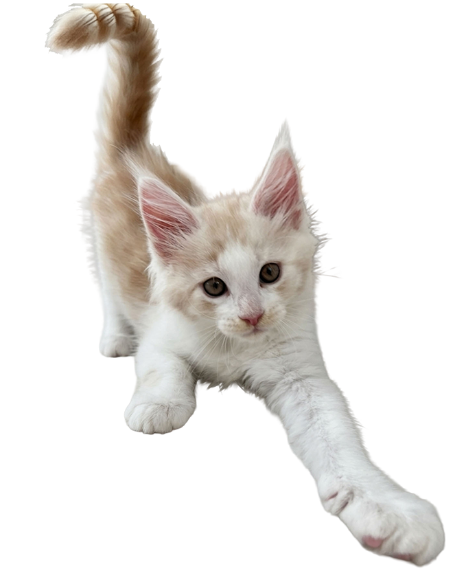 Kitten Magic Spells