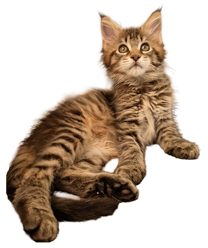 Kitten Magic Spells