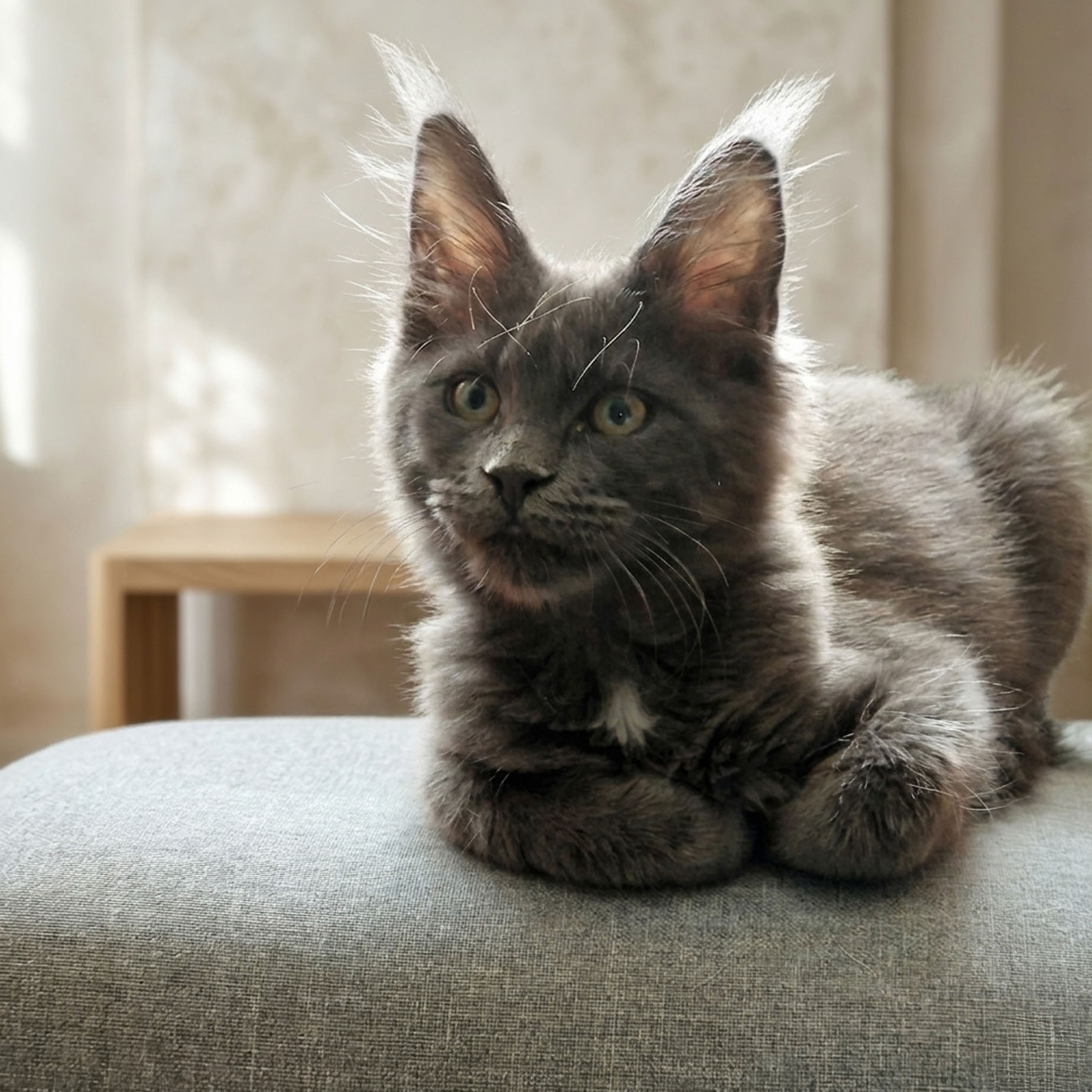 Zuchttier Maine Coon Magic Spells Sandra Spr&ouml;de