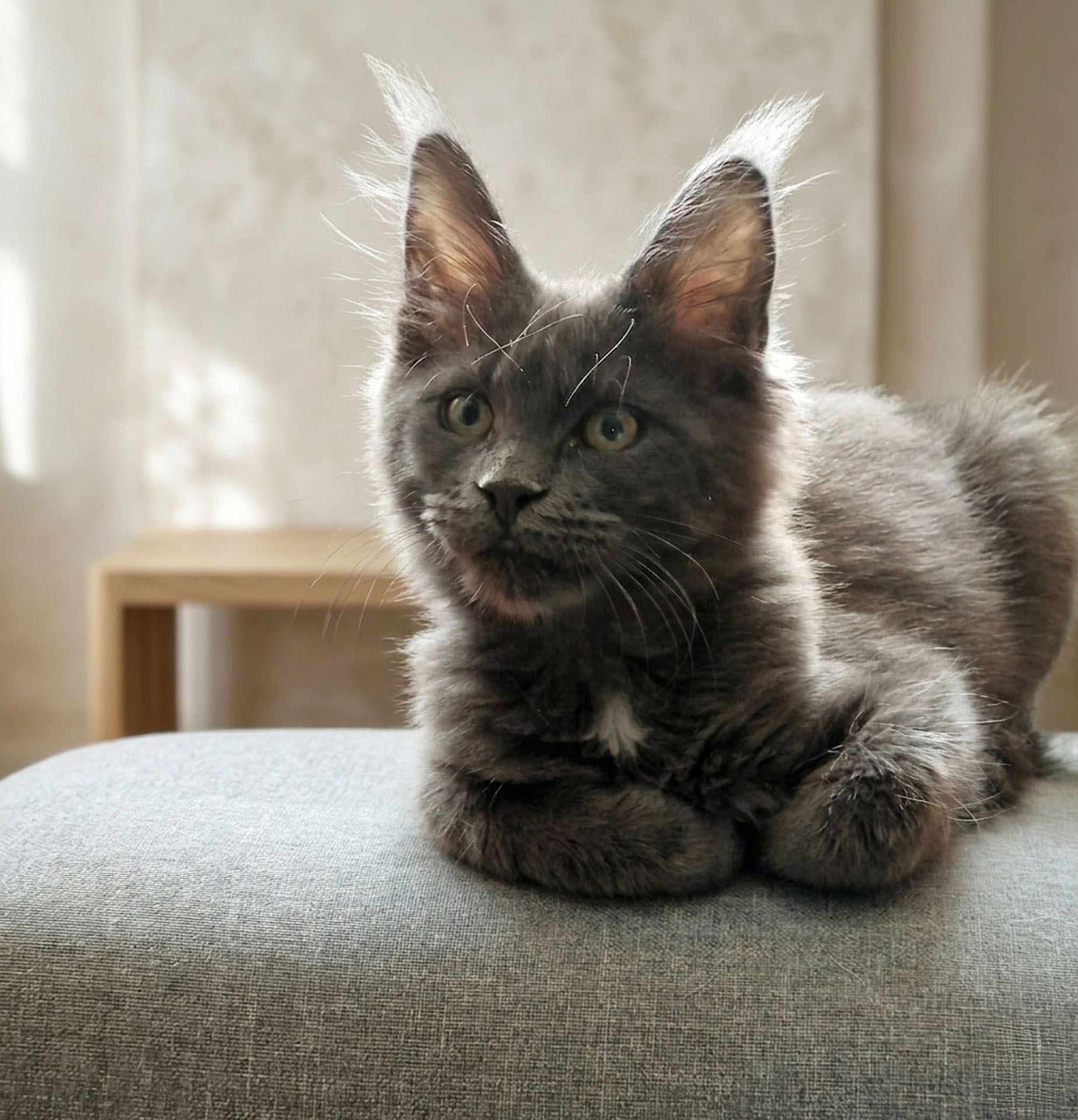 Maine Coon Kätzchen Magic Spells Westerwald