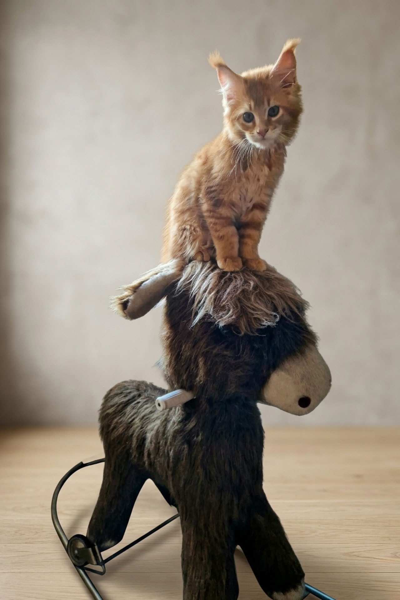 Maine Coon Kitten Magic Spells Sandra Spr&ouml;de