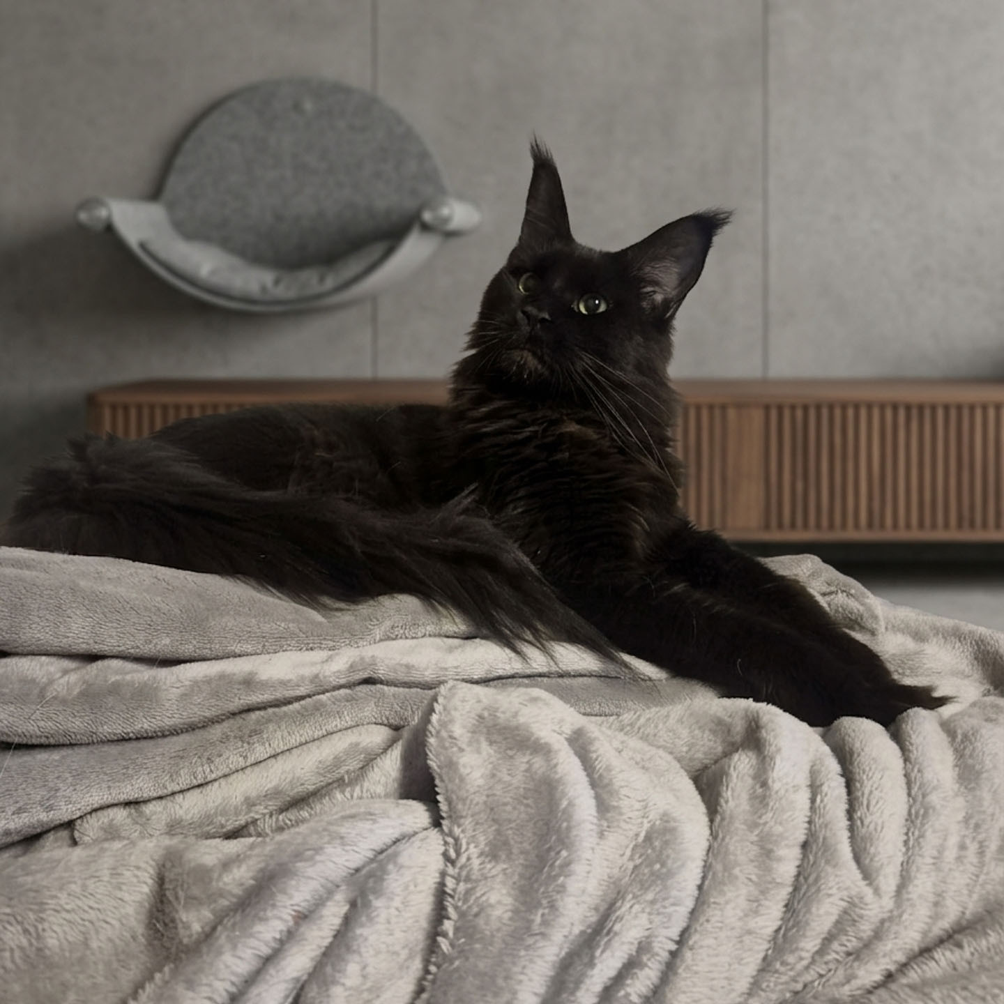 Maine Coon Zuchttier Magic Spells Sandra Spr&ouml;de