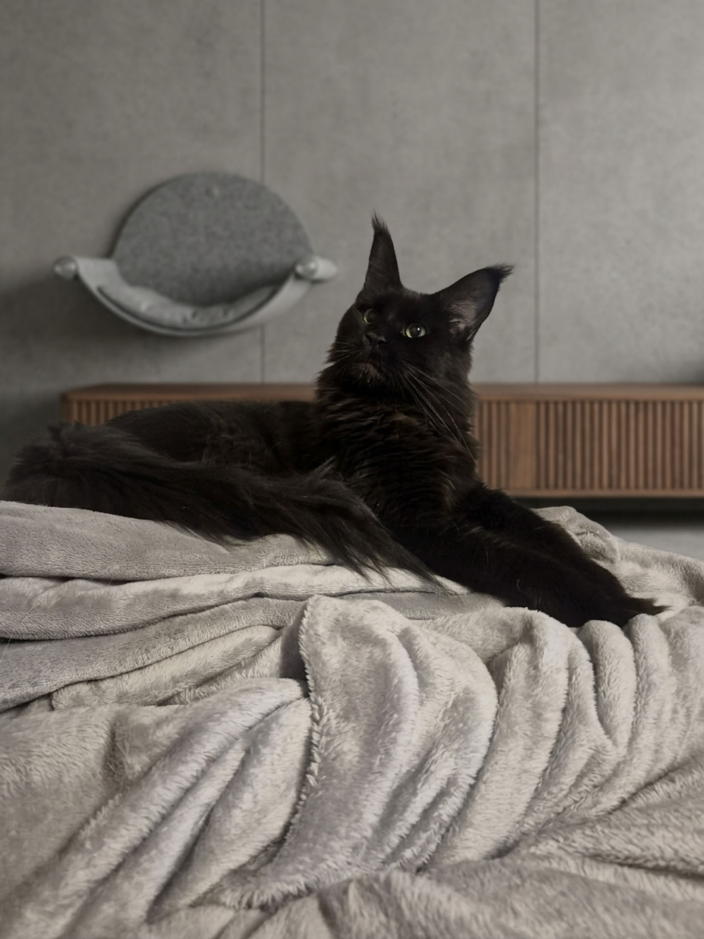 Süßes Maine Coon Kitten Magic Spells Westerwald
