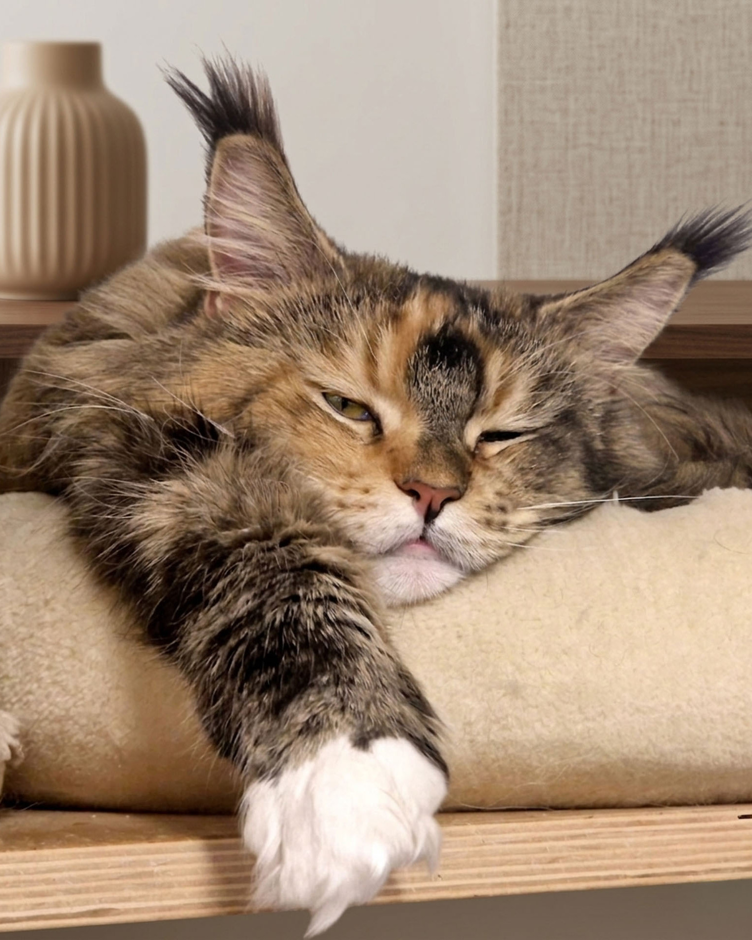 Main Coone Katze