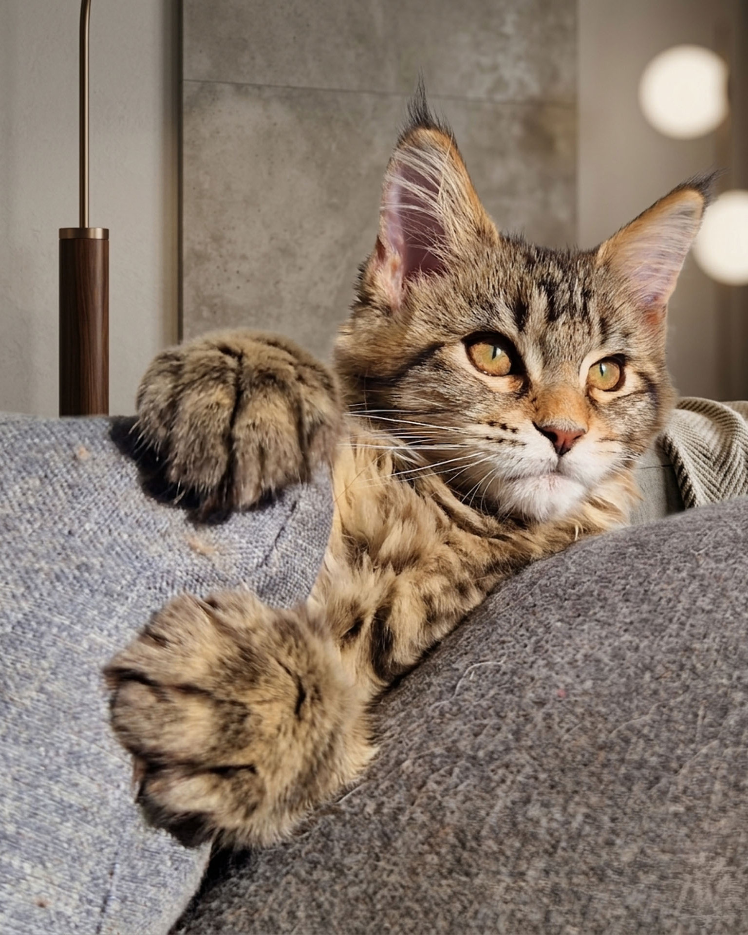 Maine Coon Kitten aus seri&ouml;ser Vereinszucht ICW